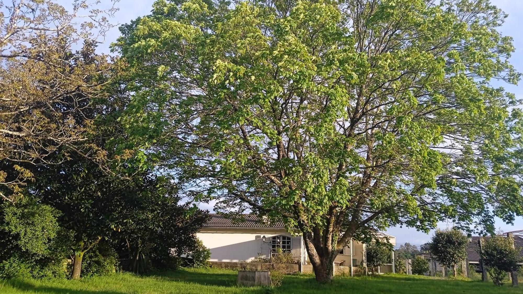 La Maison D'Abelleira Ponteareas Εξωτερικό φωτογραφία